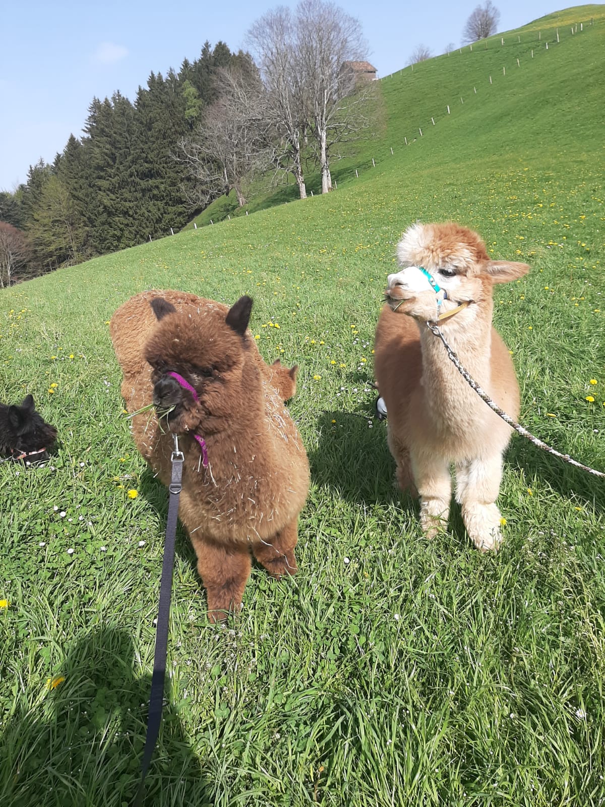 Alpakas auf dem Hänsehof in Wattwil